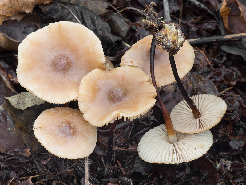 Marasmius cohaerens 